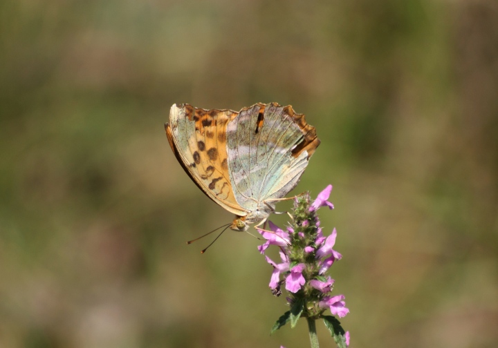 Conferma ID Argynnis paphia maschio e femmina